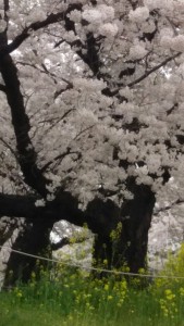 去年国立大学通りの桜です 