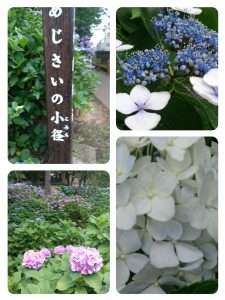 collage-1466664778879