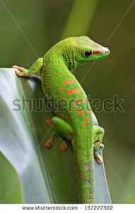 stock-photo-green-gecko-on-the-leaf-157227302[1]