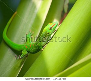 stock-photo-green-gecko-on-the-roof-zurich-zoo-114116758[1]